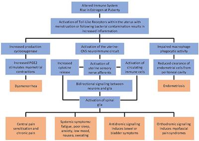 Androgens, Endometriosis and Pain